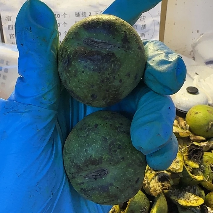 吊坠文玩核桃白狮子小2颗