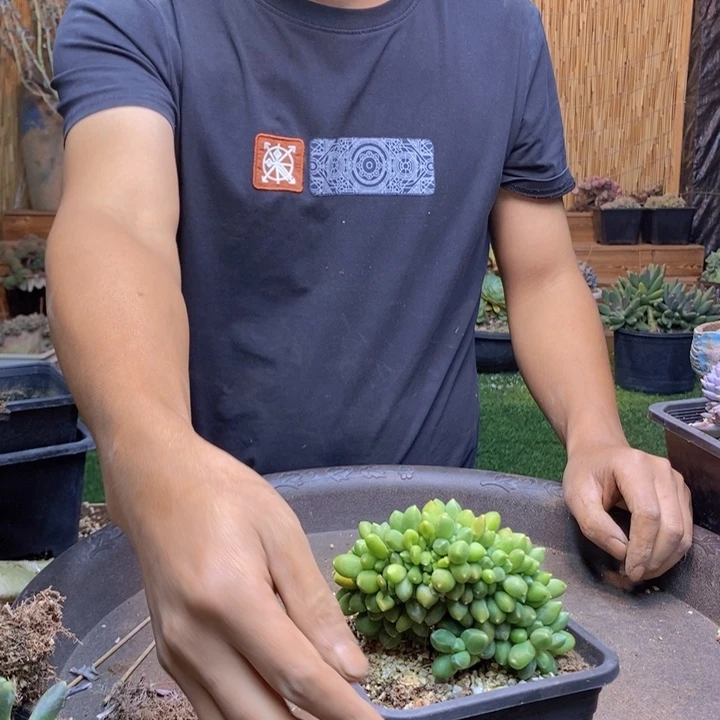 芳***395号千代田多肉植物