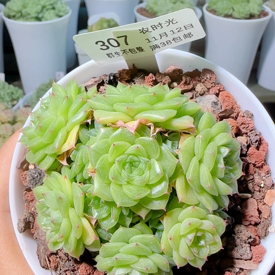 白***娴1112-307ttp-49麦杆