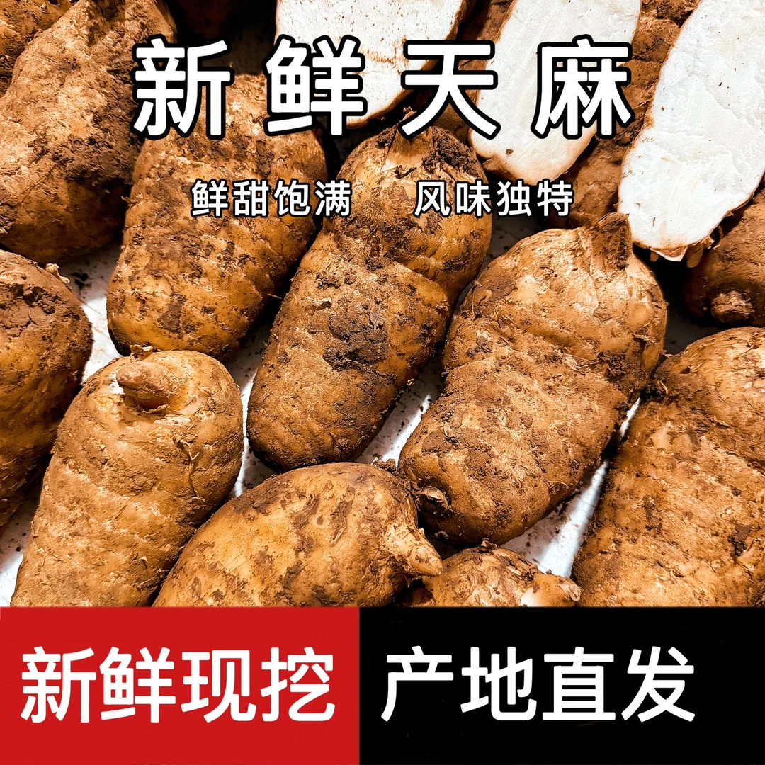 【云南新鲜天麻】双12提前购 产地直发 炖汤好物 昭通小草坝天麻