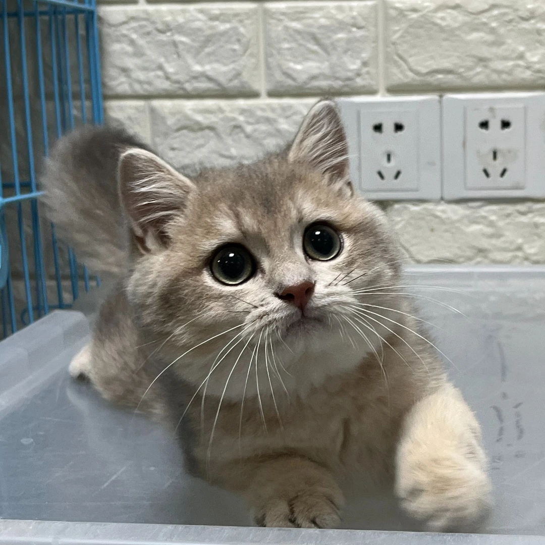 来了姊妹-蓝金英短猫-弟弟-t02