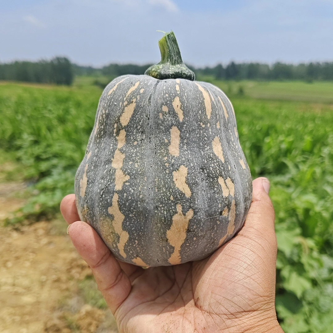 现摘软面香金香南瓜《试吃装》