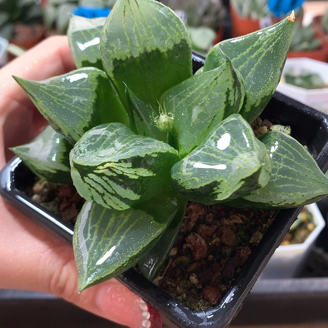 15号裹般若带盆土