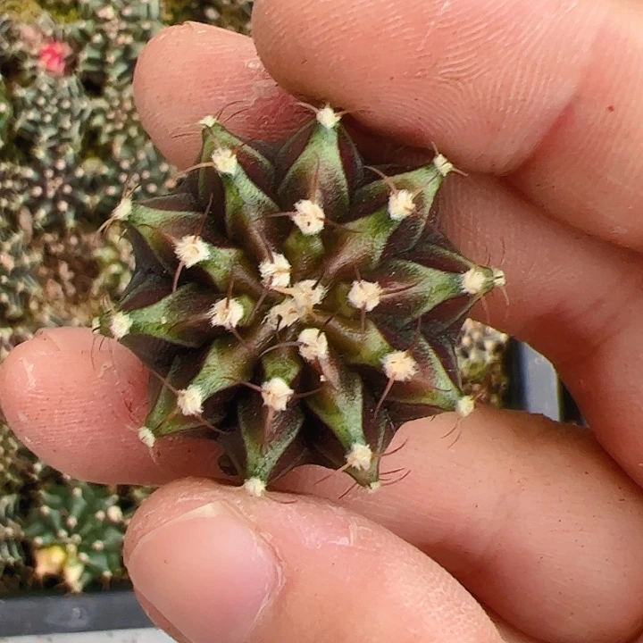 当前无花栽培后可以开花