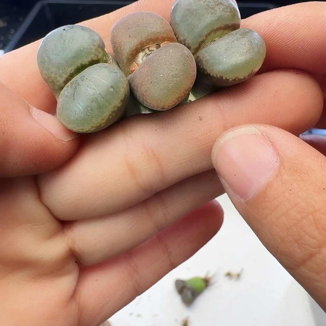 福利瑕疵风铃介意慎拍707