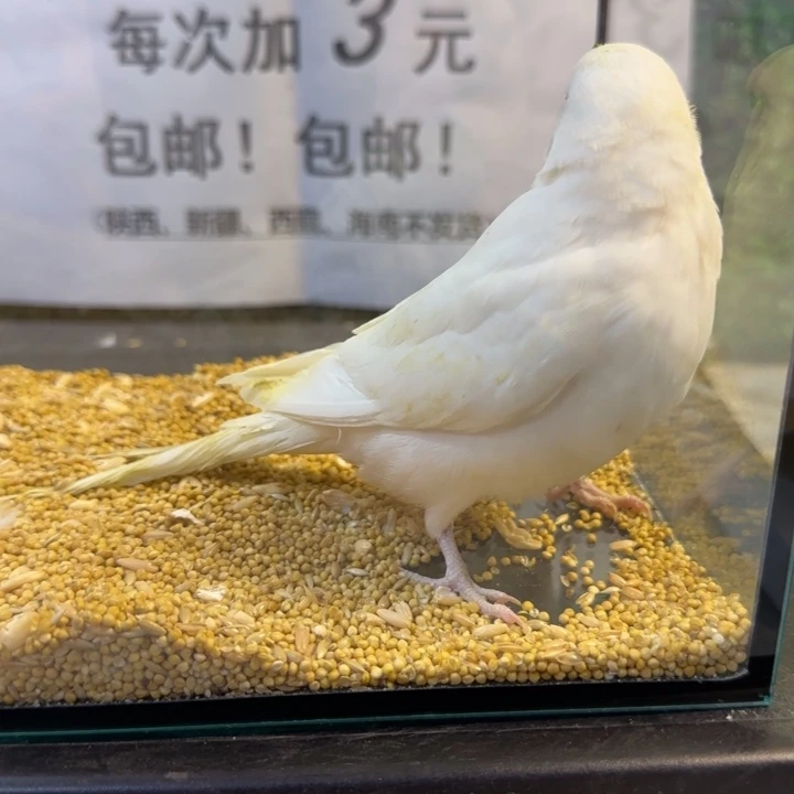 虎皮鹦鹉大头虎皮鹦鹉