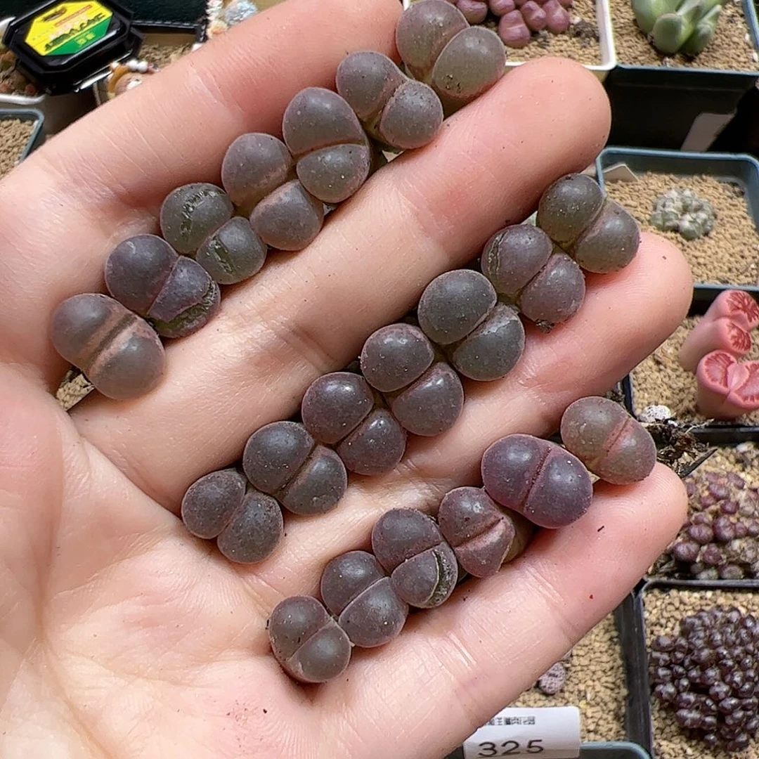 【闪购商品】387 秒