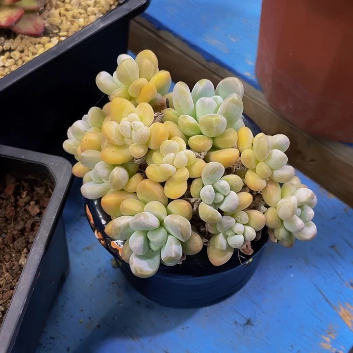 香芋小老桩哦哦哦哦哦