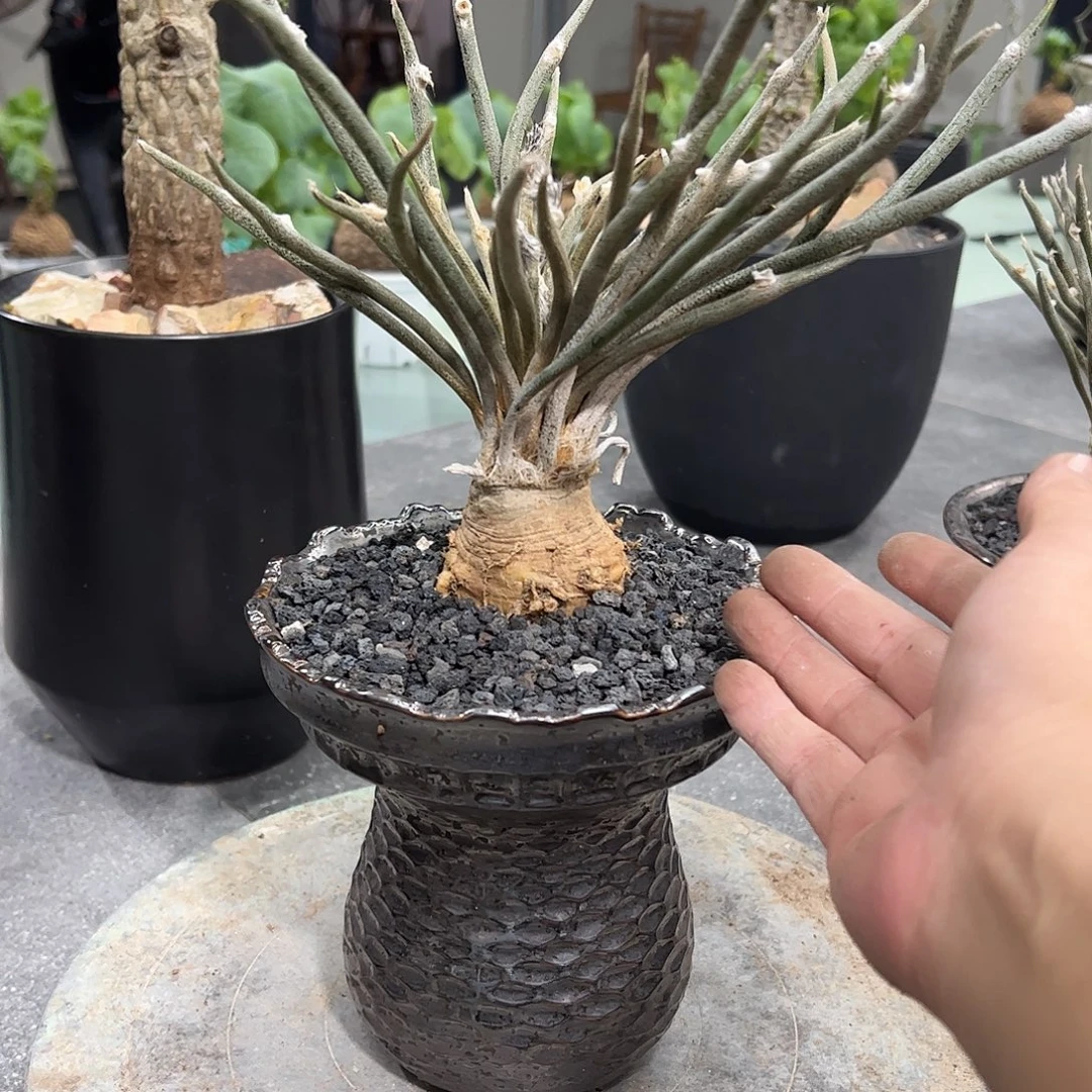 运***儿大美杜莎66666688888