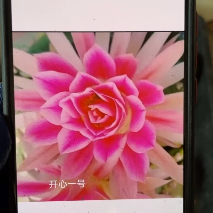 开心一号侧芽歪5公分以上满18包邮