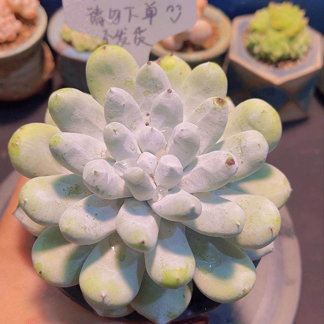 拇指，多肉植物……