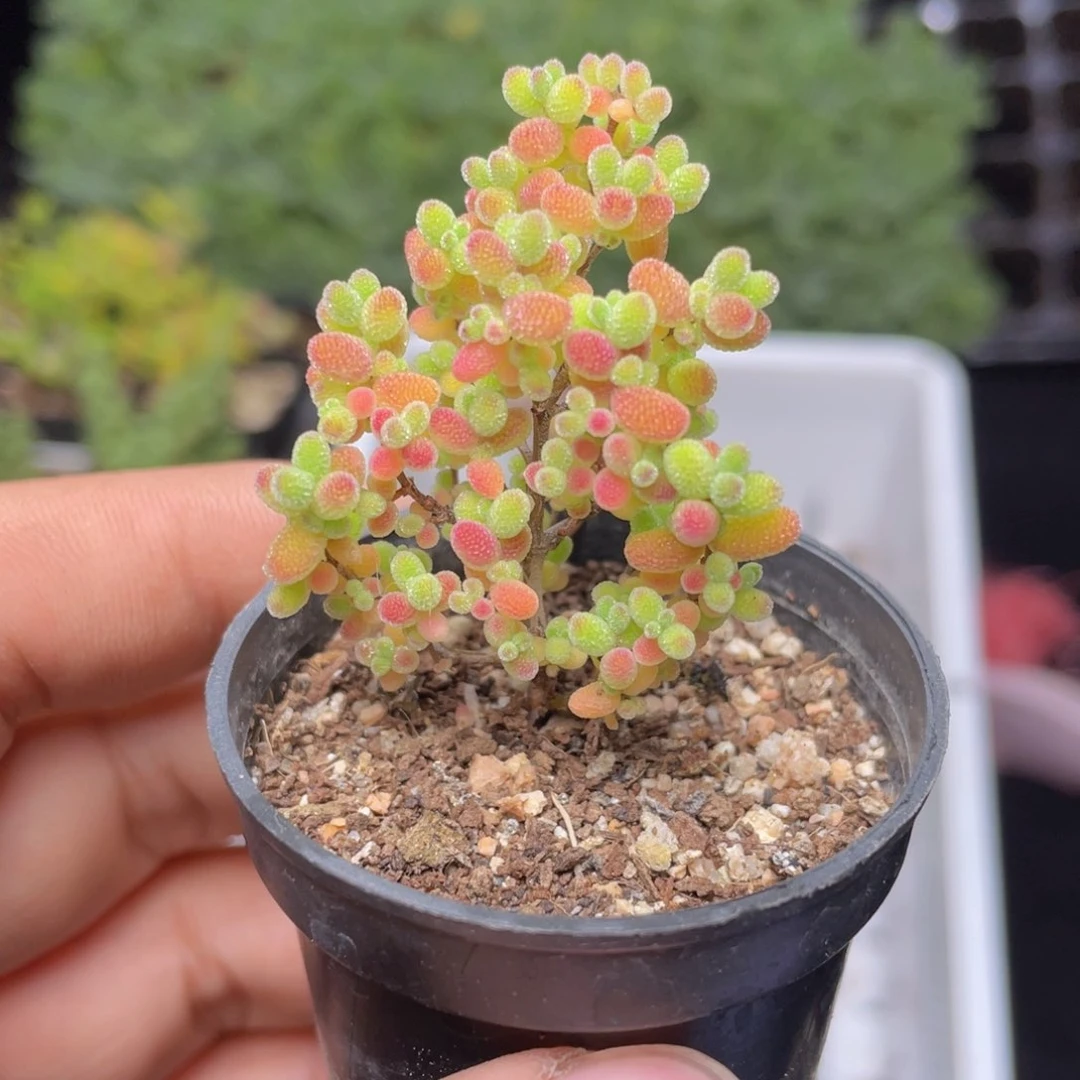 金桔糖球多肉9.9包邮发货