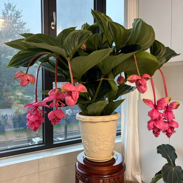 宝莲灯盆栽花大盆带花苞室内阳台大型开花植物高档名贵花卉