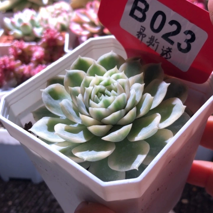 圆叶昂斯诺覆轮锦有根