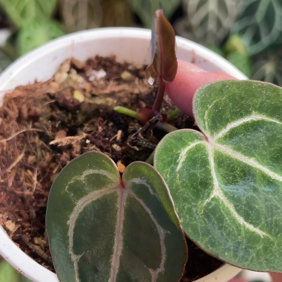 完全开放红水晶杂紫水晶小苗