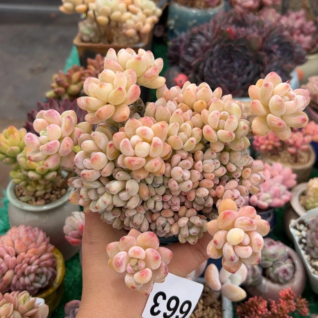 肉**?663 多肉植物组合盆栽