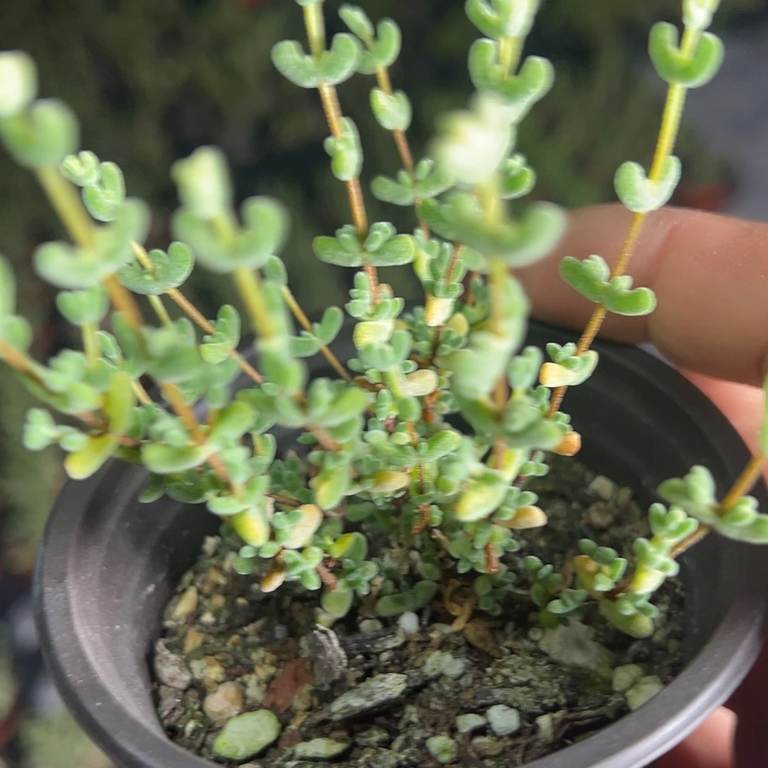 乐曲90杯老桩福利