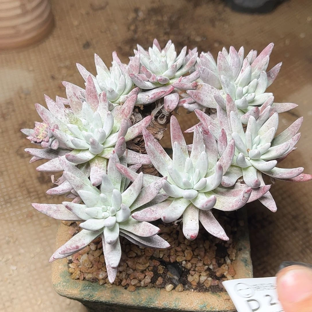 2420海瑟白菊仙女杯多肉