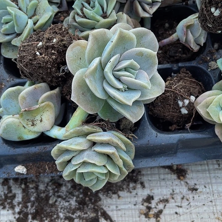 小可爱玫瑰1元带土