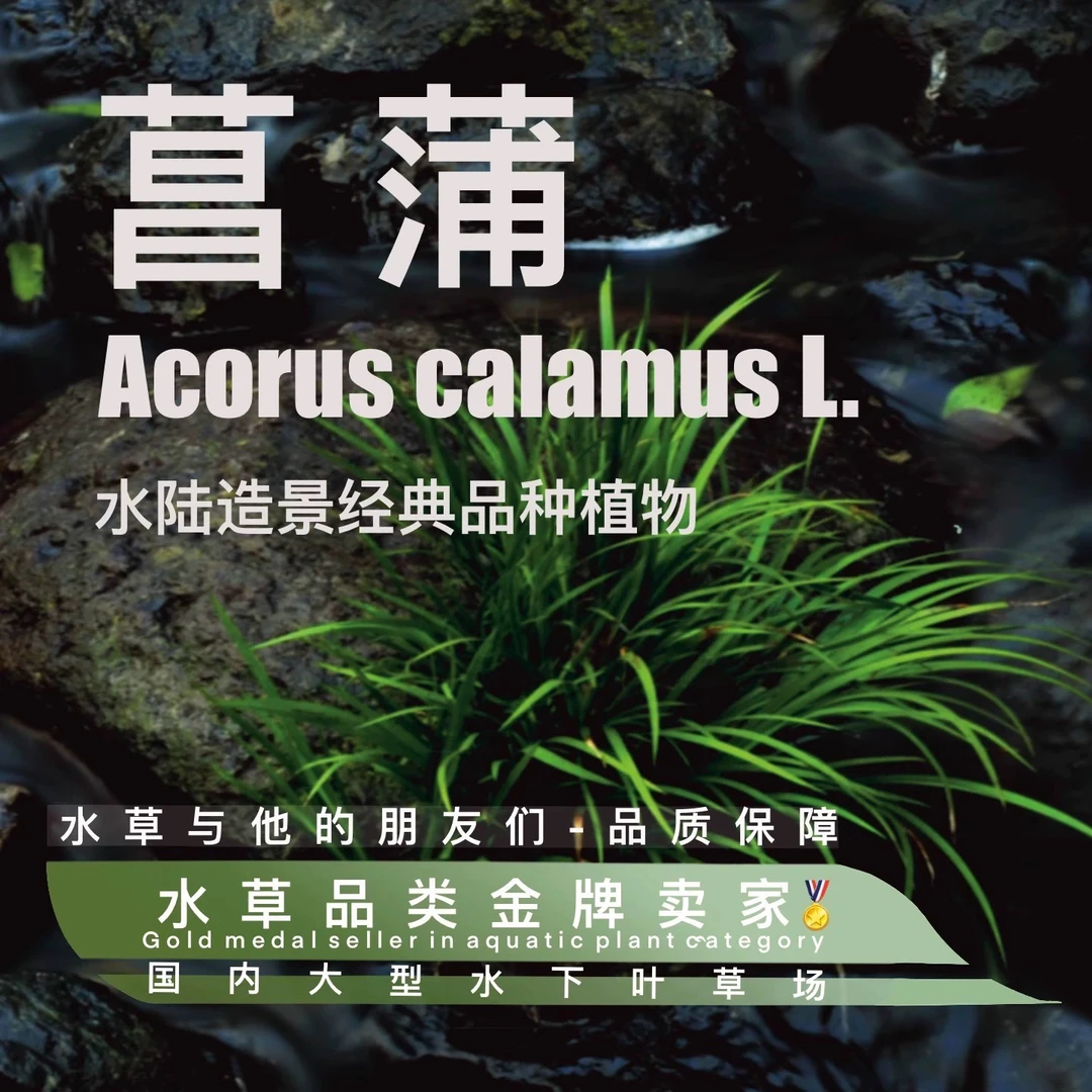 菖蒲（半水）大植株（裸草无杯发货）