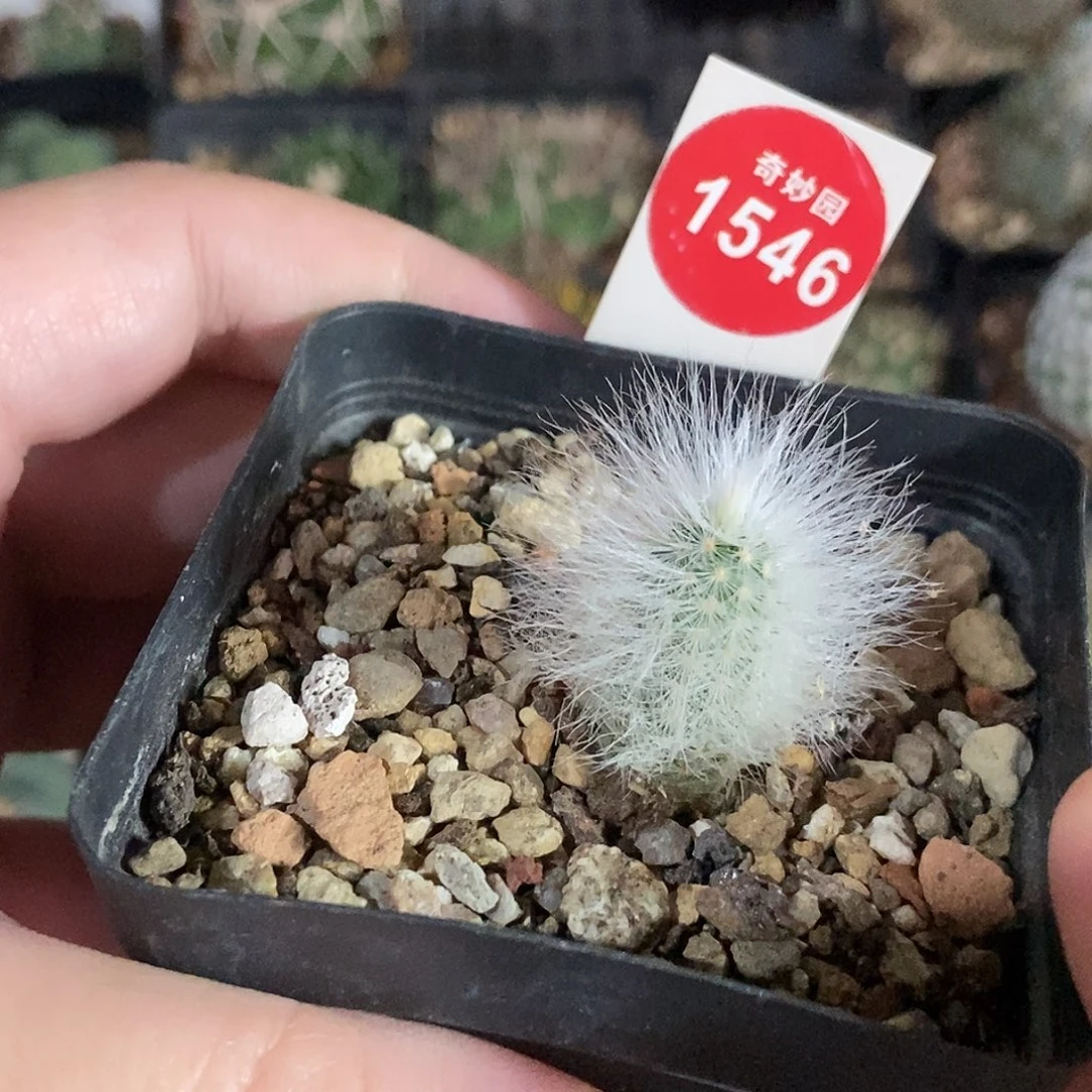 实生白毛虾一棵仙人球