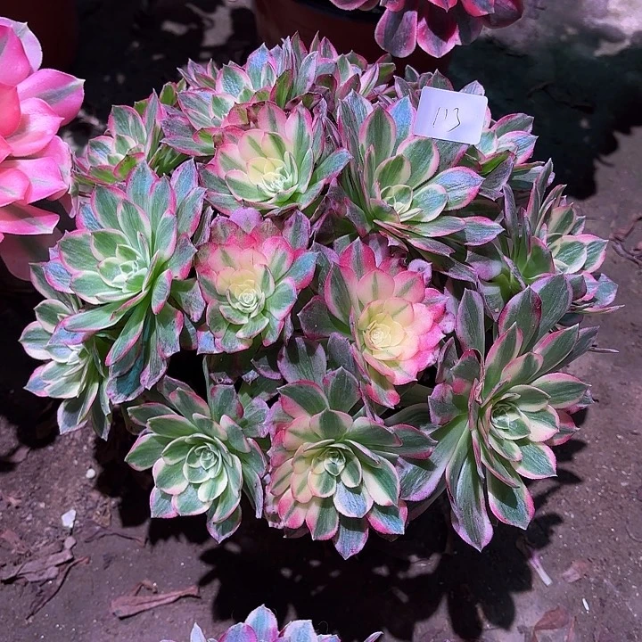 多肉植物海仙00113