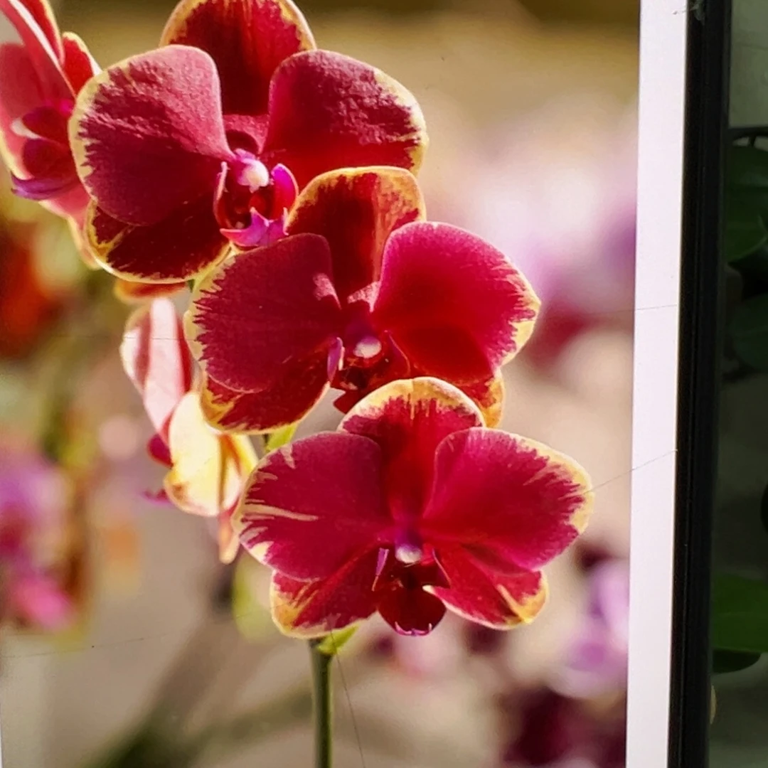 当前无花栽培后可以开花金边吉祥福利凑单发货一颗不发货