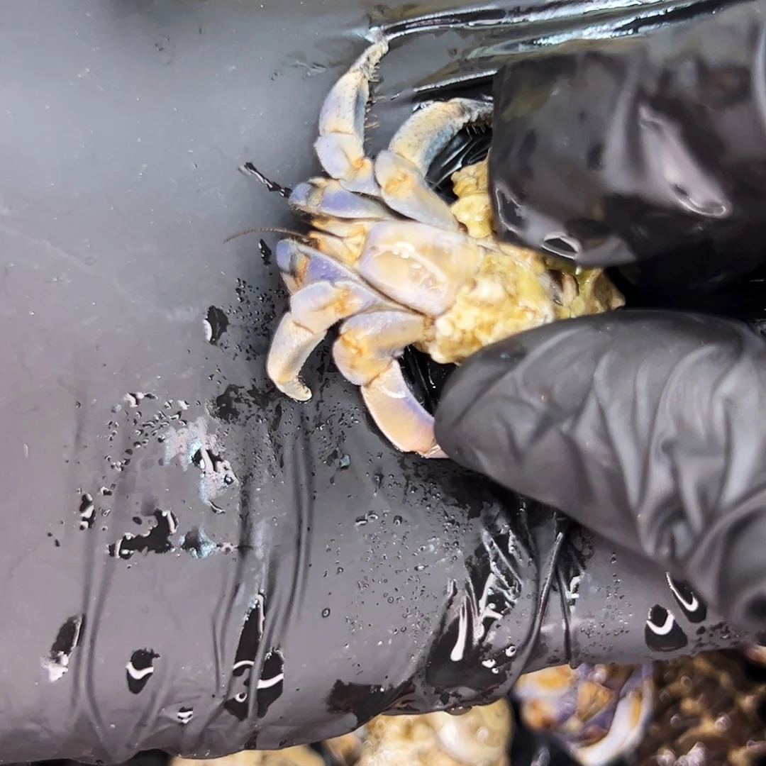 a1 大王家口径1.68