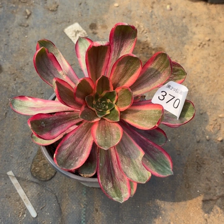 红魔女多肉法师3701