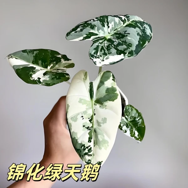 锦化绿天鹅绒海芋 白锦绿天鹅绿植 办公室客厅盆栽