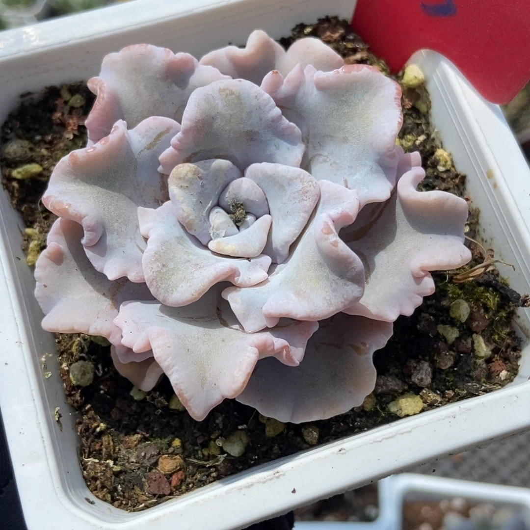 615白饺子多肉植物