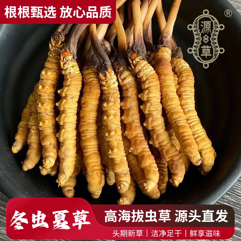 源草®2025年头茬新鲜冬虫夏草0.8克-0.9克一根