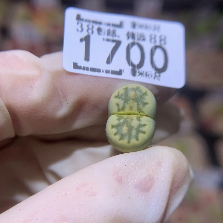 葡*珠Sss精品生石花1700