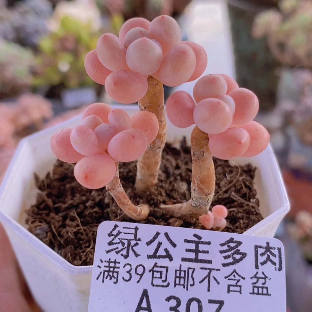 鱼子酱老桩5cm307多肉酱