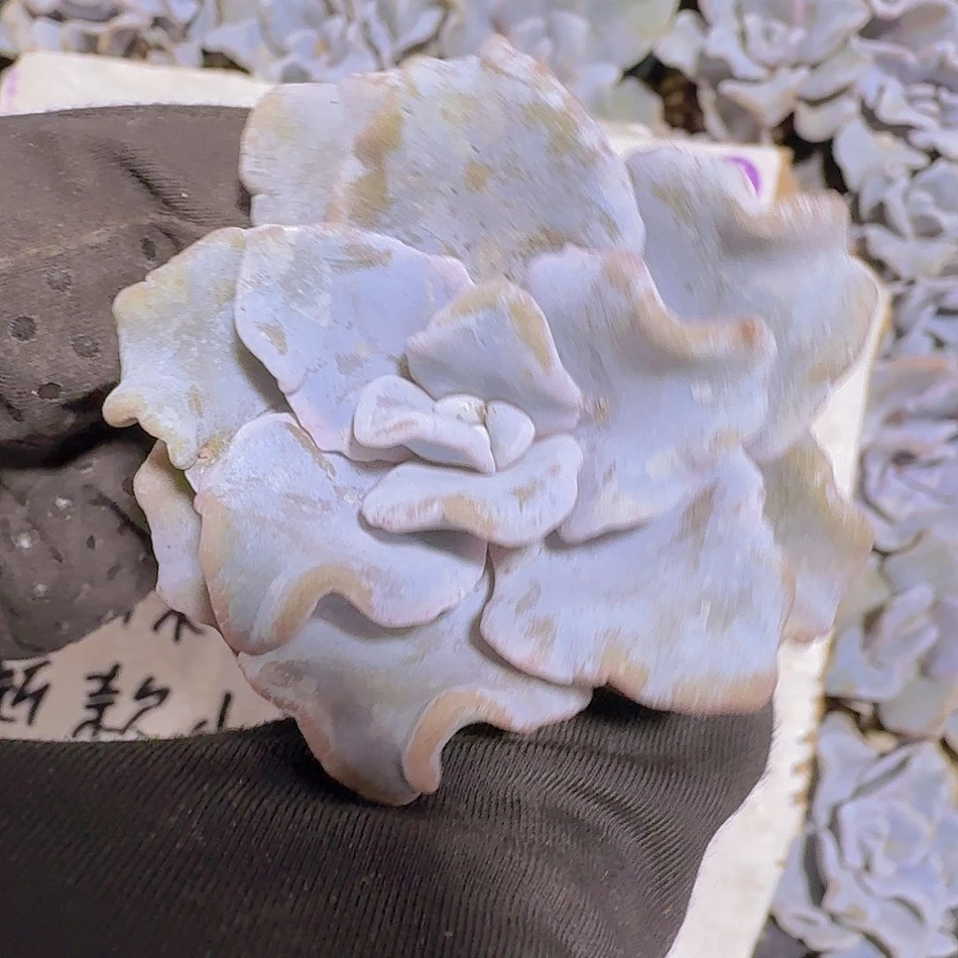 白饺子皮两颗一组