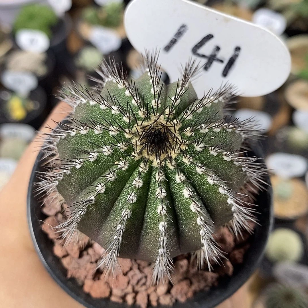 用****8专拍141号尤伯球