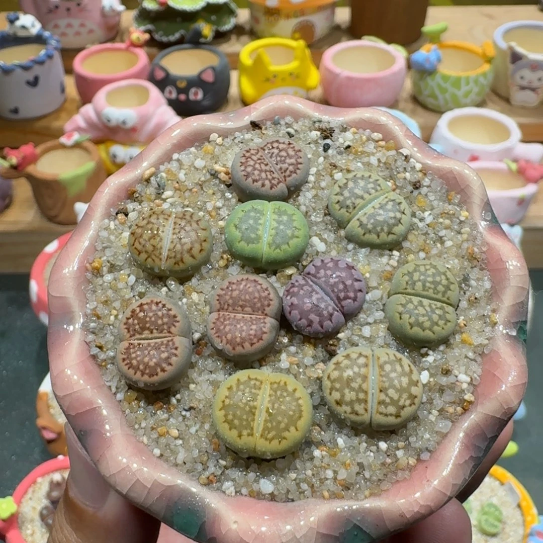 蘑菇1296巴厘彩拼多肉植物