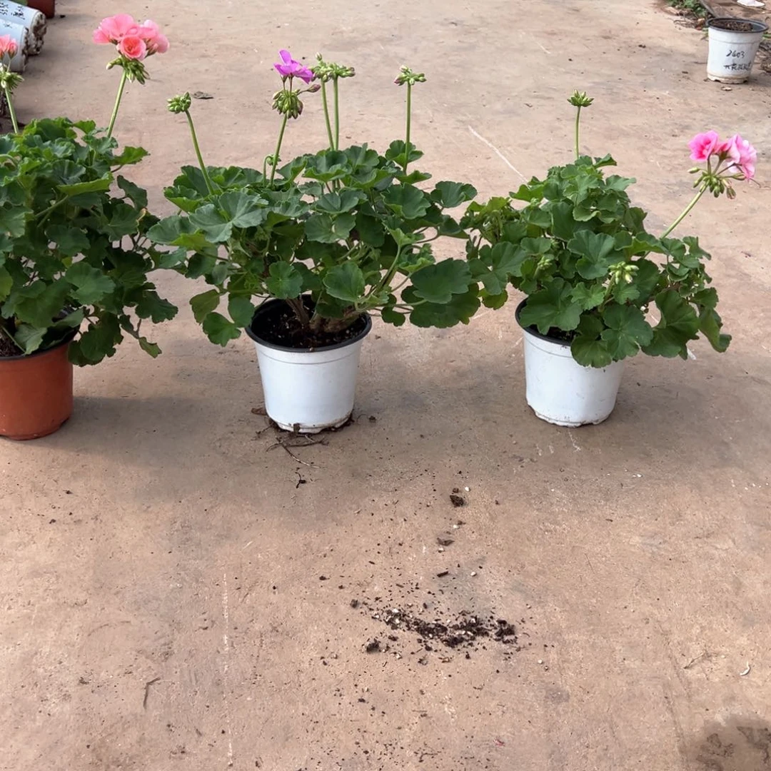 忘***恼完全开放湛蓝天空➕桃花