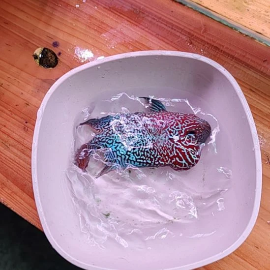 罗汉鱼6666666666666