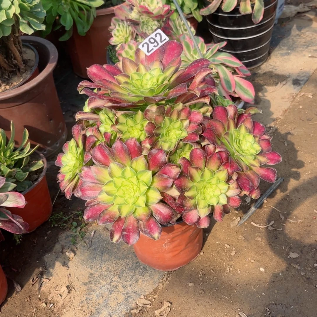 292韶华法师多肉植物