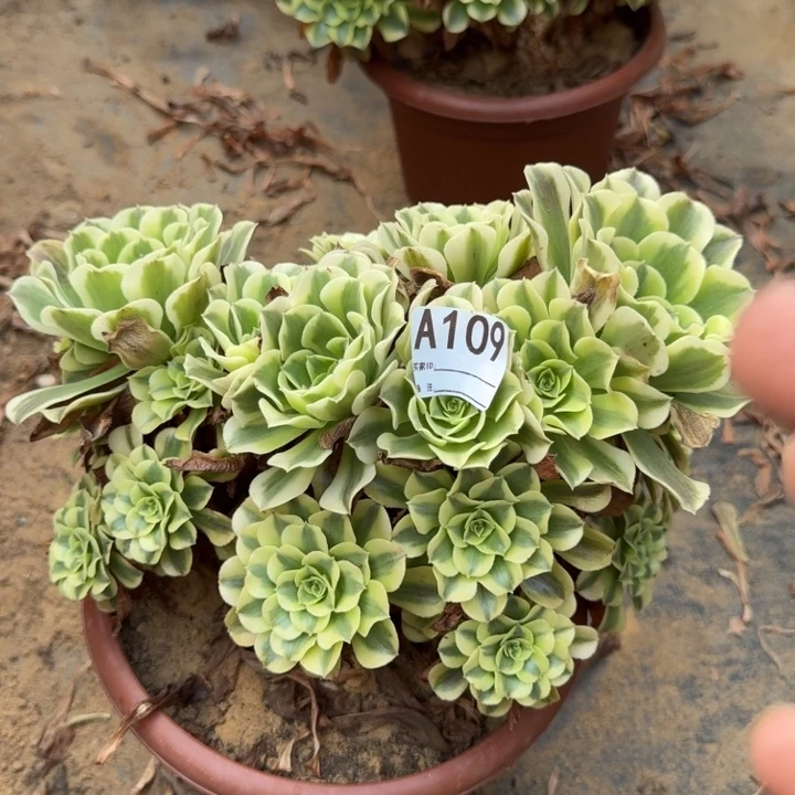 绿豆沙法师缀化109
