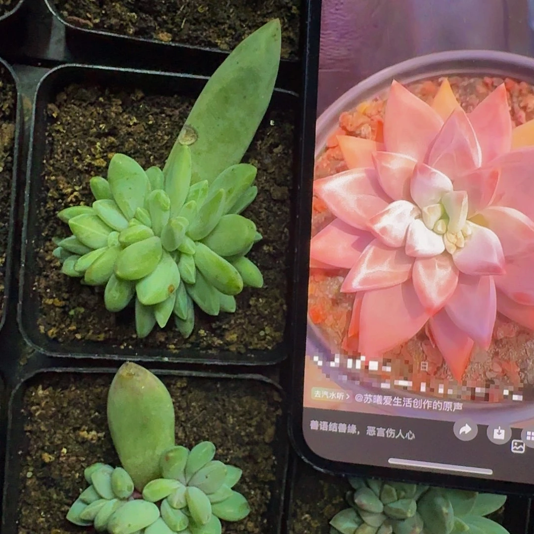 波光 叶插 一物一拍