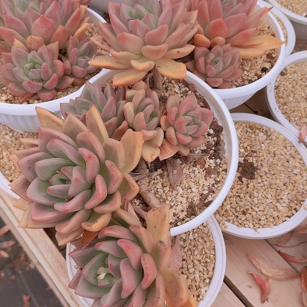 来****张2811粉黛多肉植物