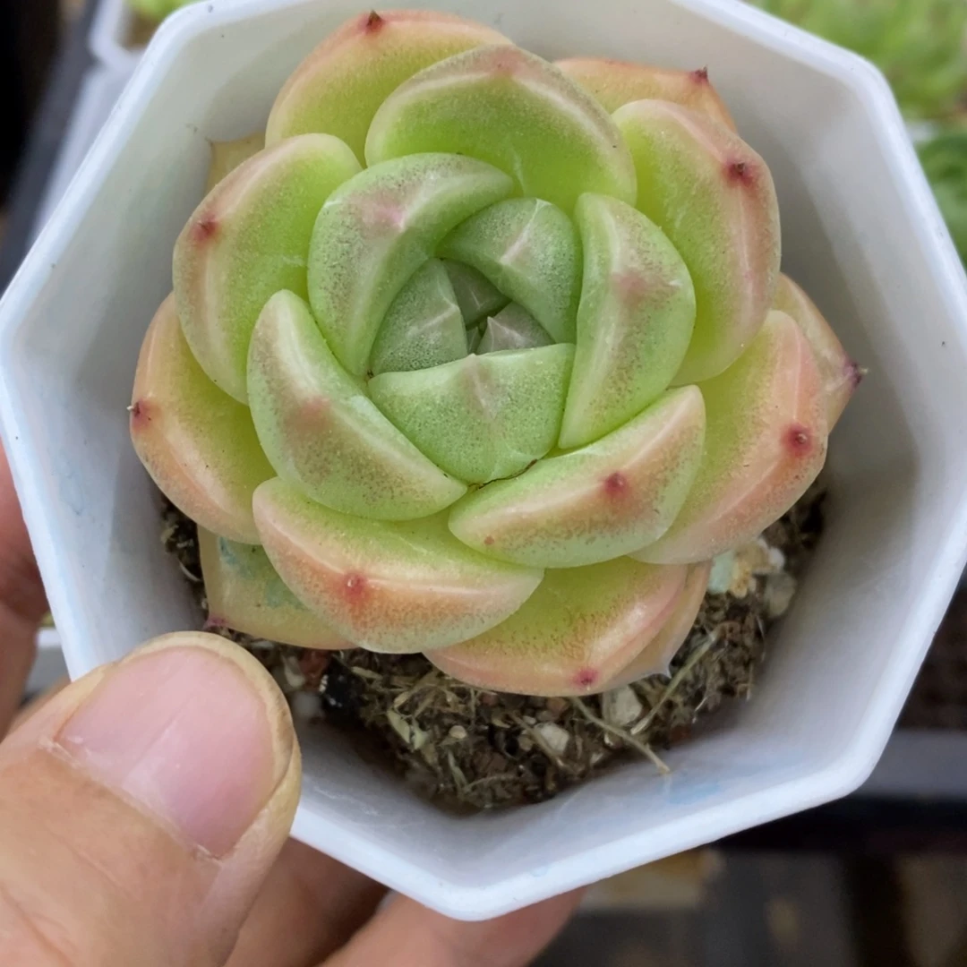 精品多肉一物一拍不包整7