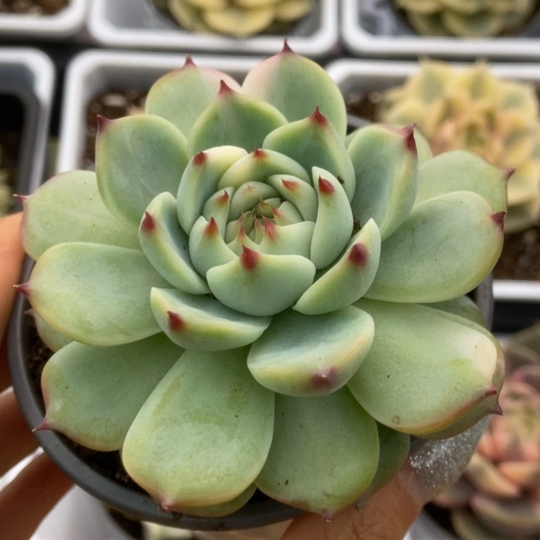 082锦锦锦锦锦锦锦锦锦