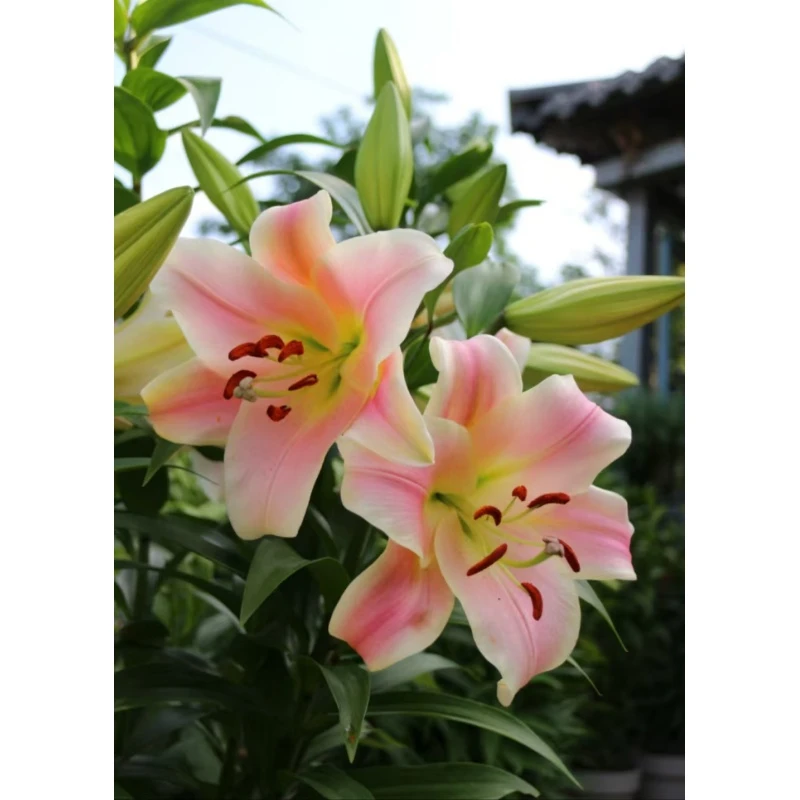 一见钟情 粉香槟色 单瓣香水百合 任意2单顺丰/德邦 云南鲜花直发