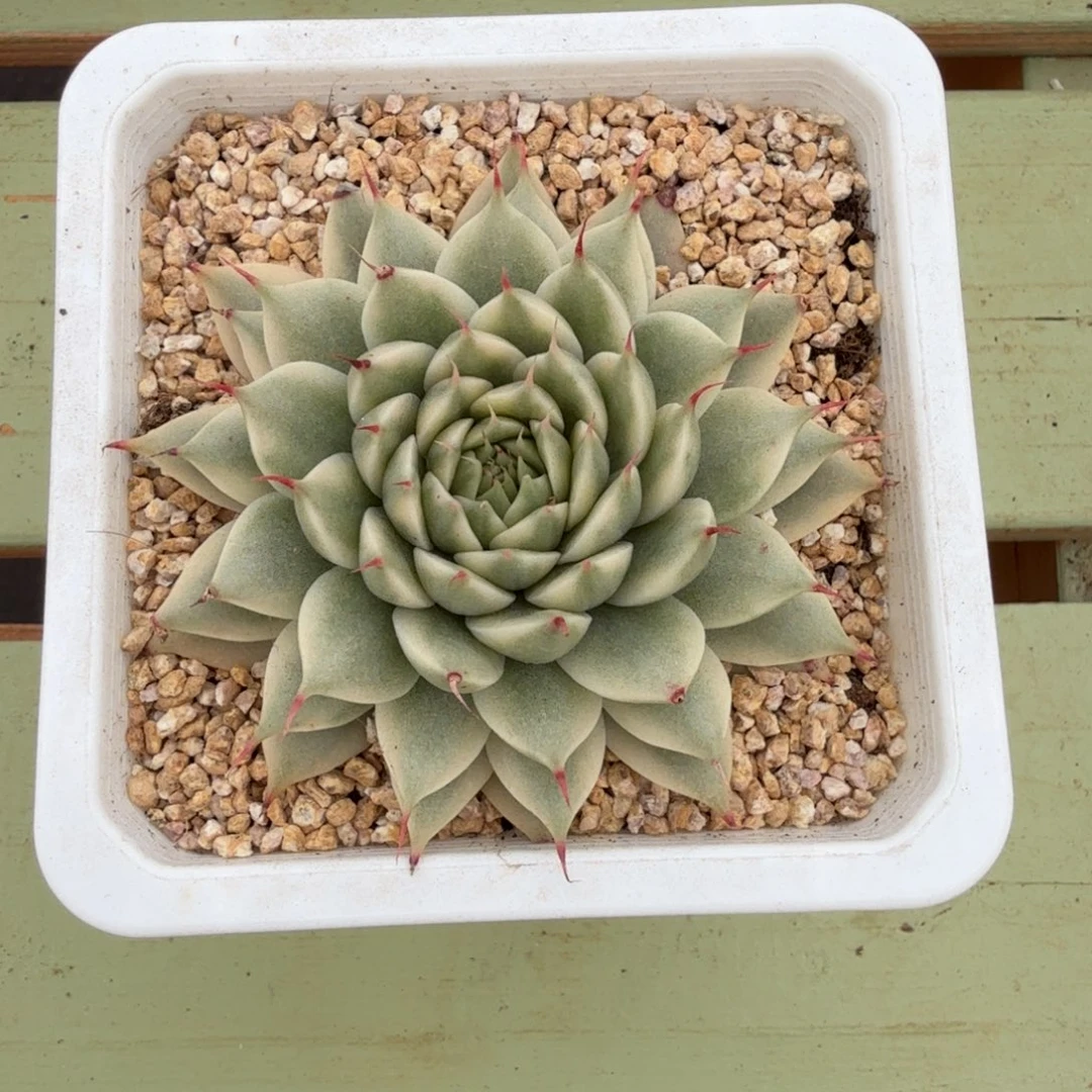 银星锦锦上园艺一物一拍