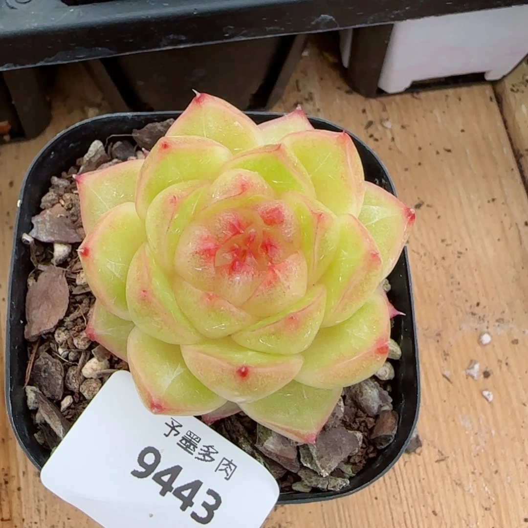 雀金，9443多肉植物