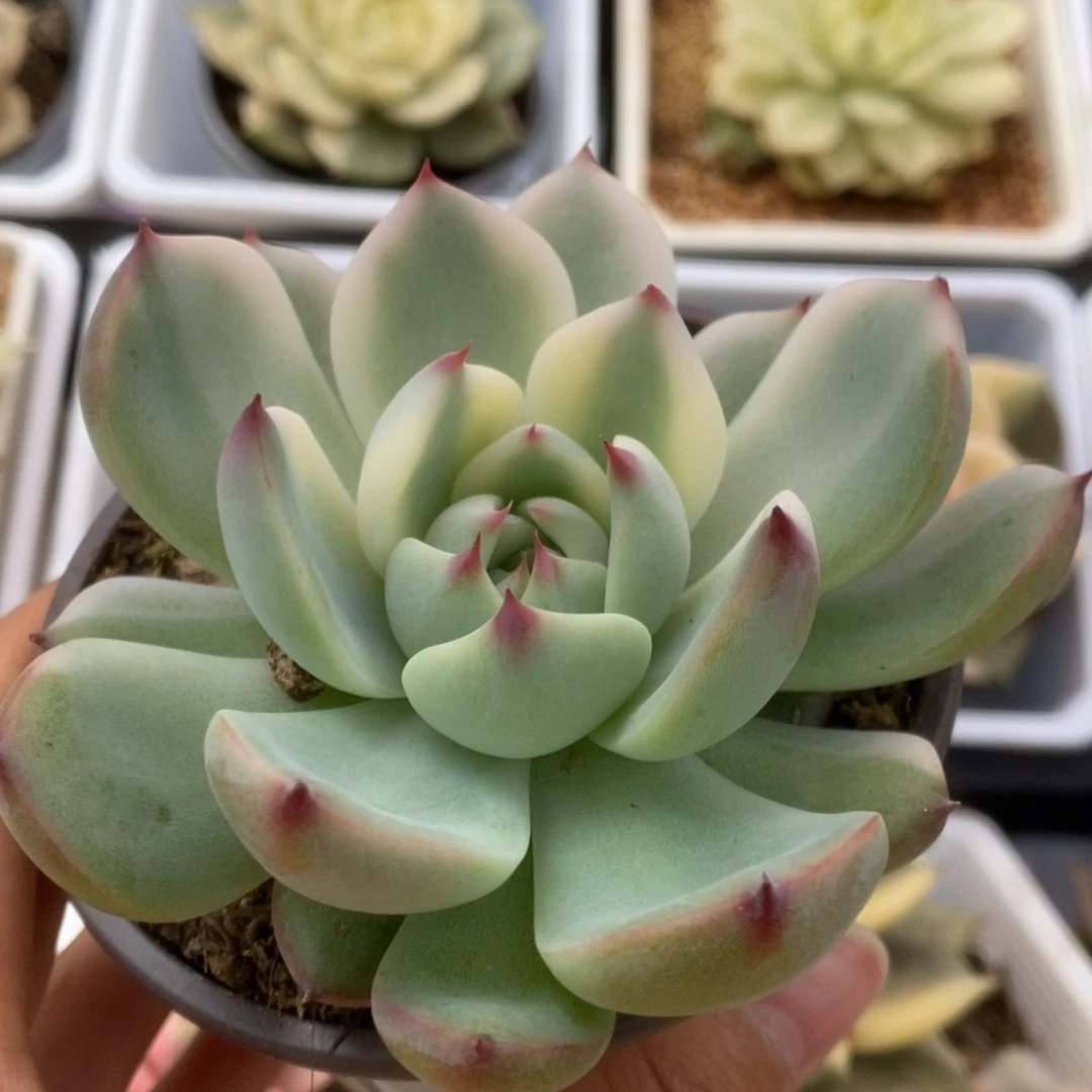 444锦锦锦锦锦锦锦锦