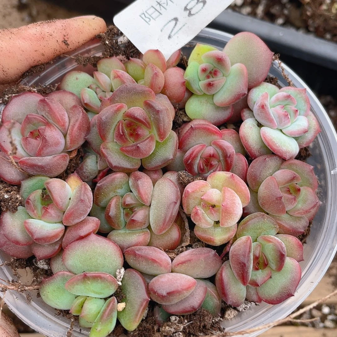多肉植物多肉植物281